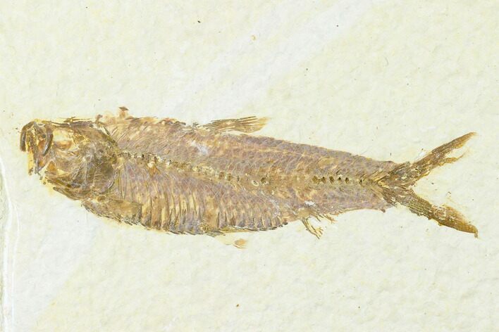 Fossil Fish (Knightia) - Wyoming #143431
